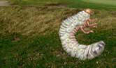 Grubs In The Lawn